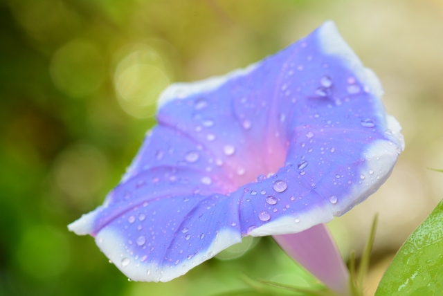 7月24日の水瓶座の満月は殻を破るタイミング