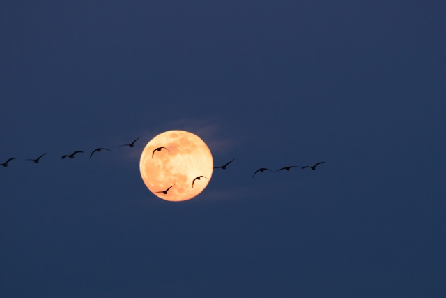 10日の魚座満月は自分らしく創造したものが広がる満月